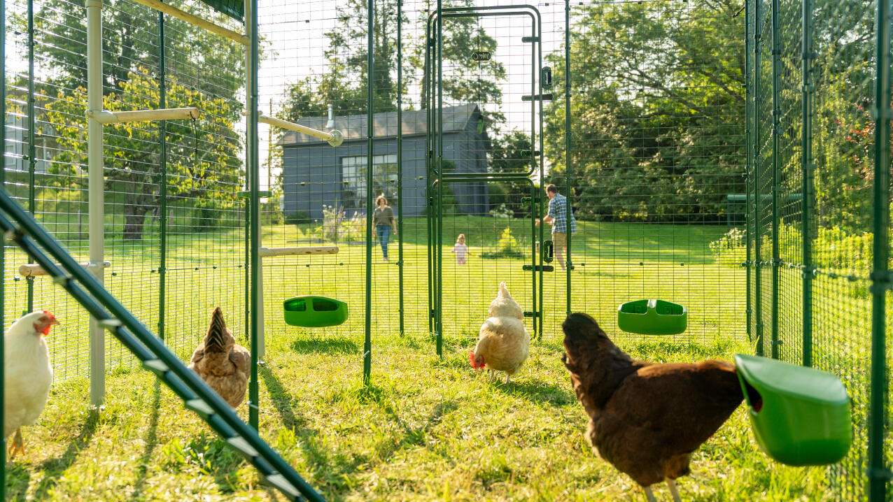 Kycklingar i en inhägnad med foderautomater och sittpinnar, med en familj som spelar i bakgrunden.