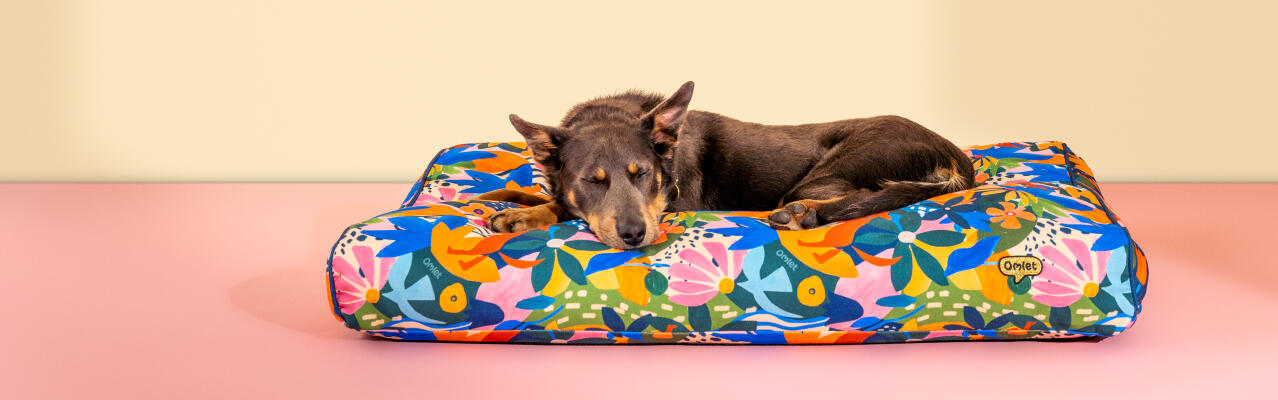 Hund som vilar i en hundbädd med kudde