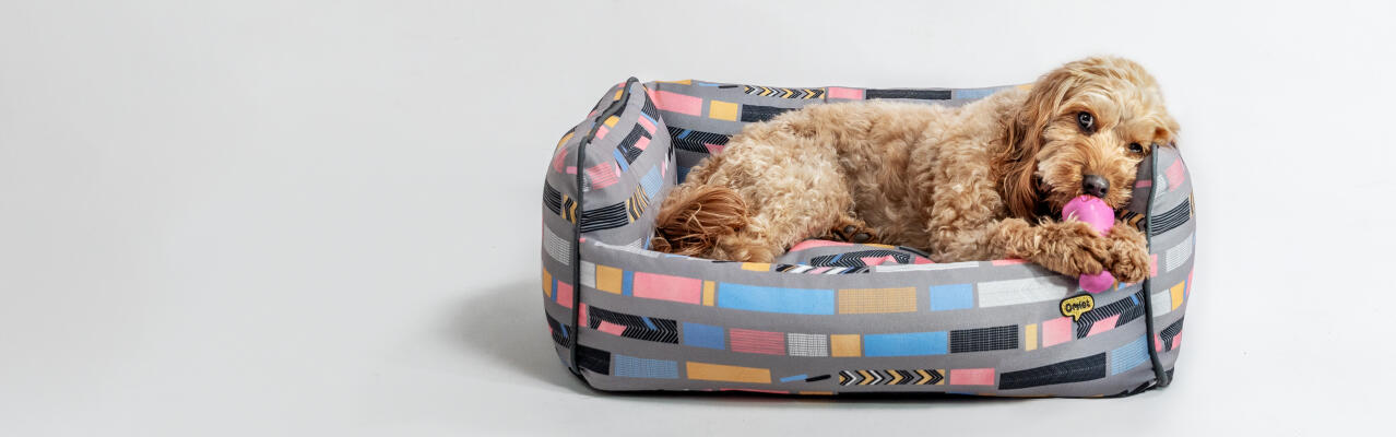 Hunden sover i Omlet hundbädd med mediumkudde