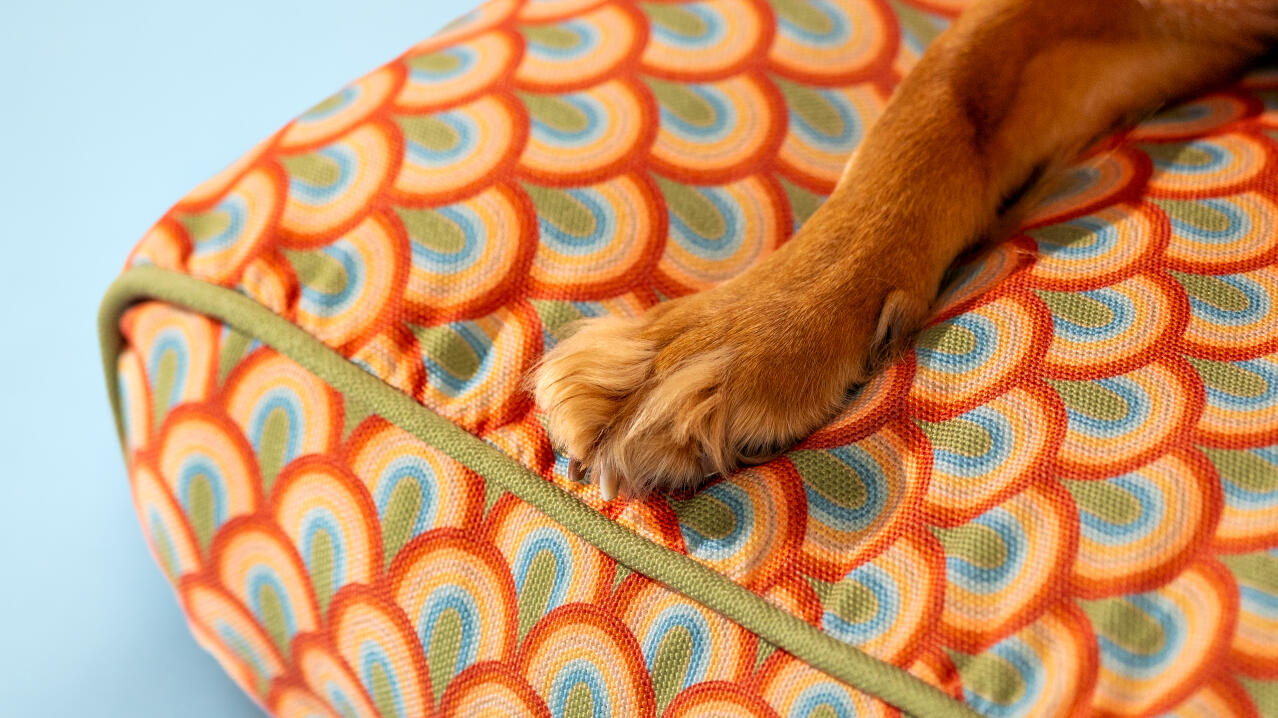 Närbild av en tass på en mönstrad hundbädd i drömfärg