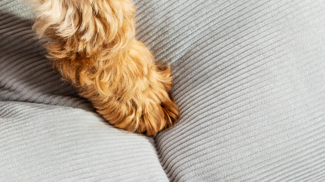 A dog's paw on the pebble grey cushion hundbädd designad av Omlet