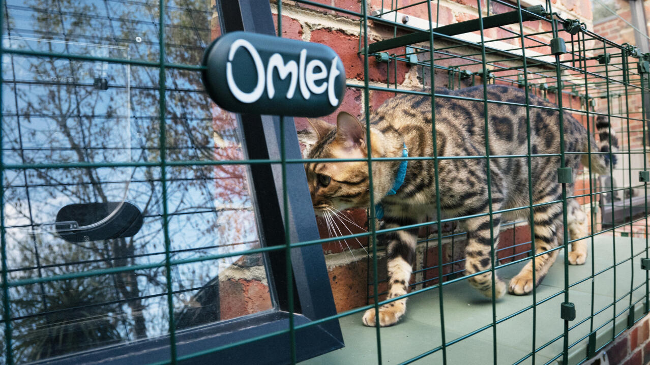 Katt som tar sig in genom ett öppet fönster i det säkra tunnelsystemet catio