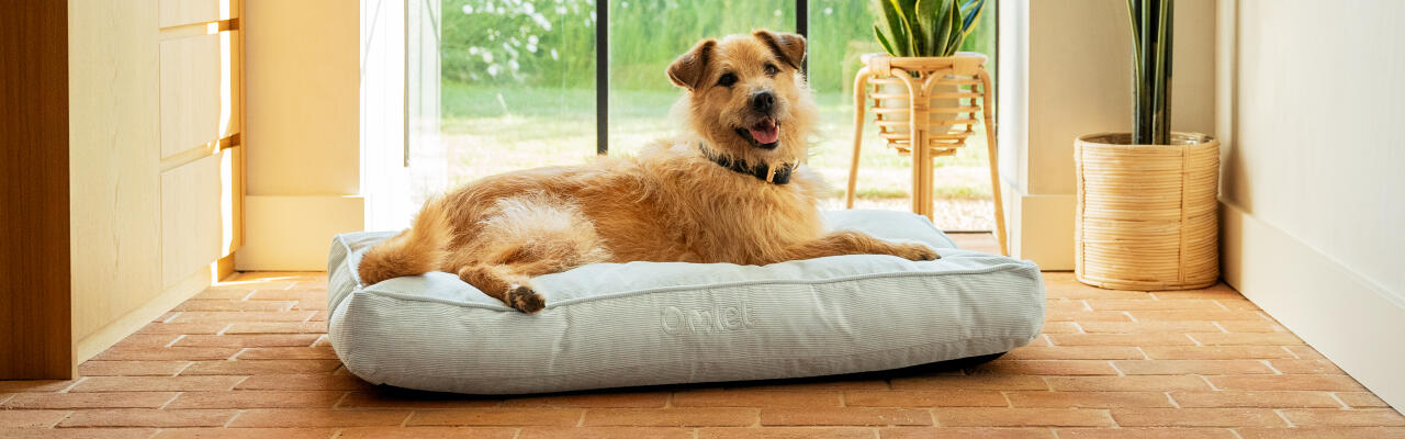 Medelstor hund som vilar i Omlet hundbädd med medelhög kudde