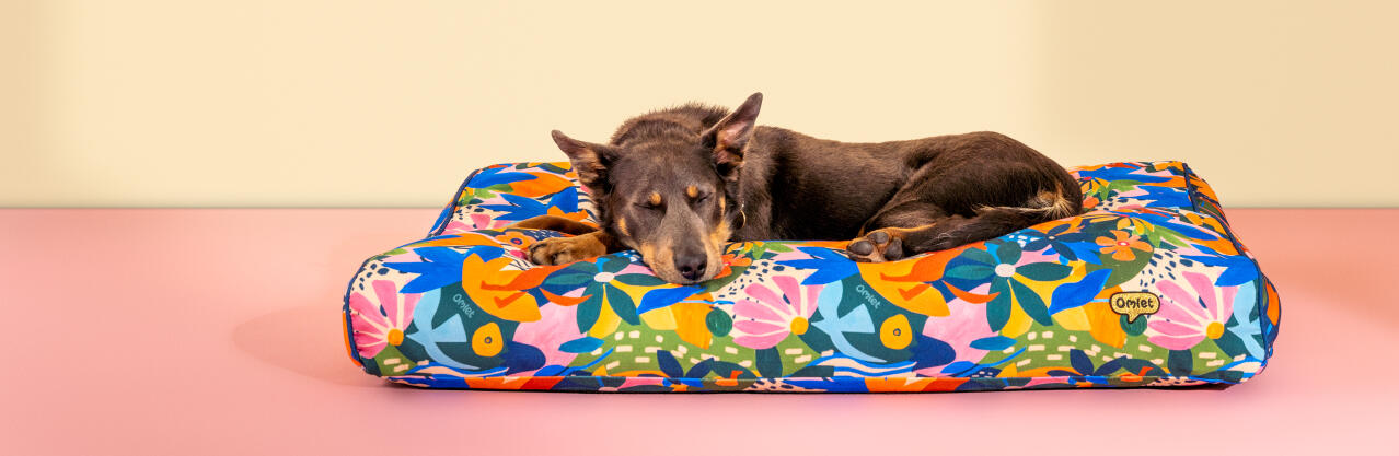Hund som vilar i en stor hundbädd med kudde