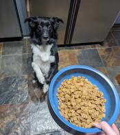 En hund som sitter och väntar på sin Omlet hundskål fylld med mat.