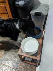 En hund äter ur den stormblå Omlet hundskålen som står på ett ställ.