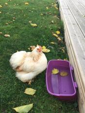Kyckling i trädgården