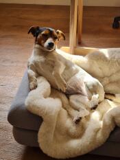 Vår hund gillar verkligen fårskinnsfilten, den är väldigt mjuk och fungerar bra på sängen Topology! den är också snygg som egen filt.