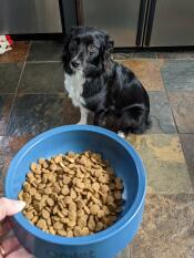 En hund tittar på den stormblå Omlet hundskålen fylld med mat.