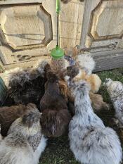 Massor av kycklingar som pickar Godis ur hönan Pendant peck toy