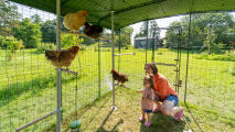 En mor och dotter i en hönsgård som går att gå in i och som interagerar med sina kycklingar.