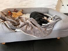 En sömnig hund i en grå säng med en kudde, ett täcke och leksaker