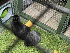 Kaniner som använder den gröna tunneln som förbinder deras inhägnad.