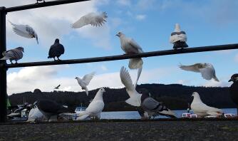 PiGeons och duvor vid stranden