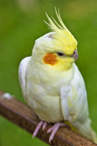 En närbild av en cockatiels underbara gula huvudfjädrar.