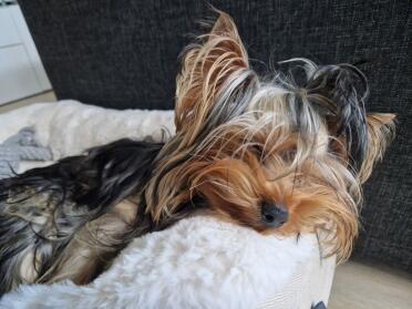 Yorkshireterrier 