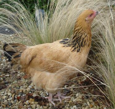 Buff sussex pullet i trädgården