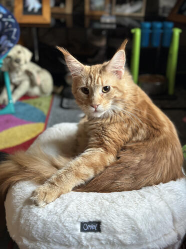 Hamish min mainecoon älskar din säng 😻