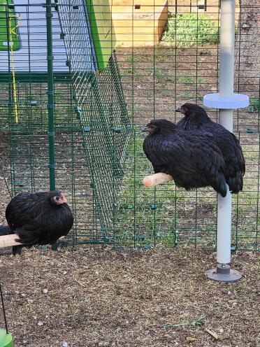 Två black star och en australorp pullet njuter av sina vanliga sittplatser i stolpträden.