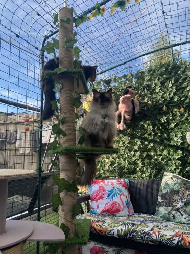 Min björn på sitt torn i catio 