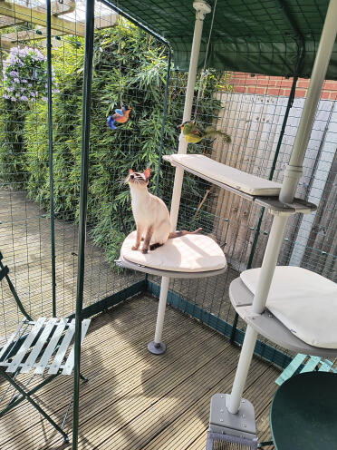 Yzma älskar sin catio