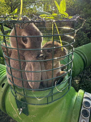 Nisse och Humle älskar att få blad i utkikstornet