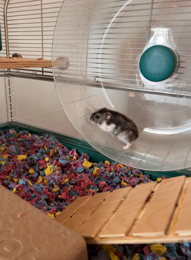 Vår hamster älskar att använda det stora hjulet i sin bur!