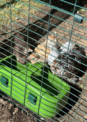 Våra fyra pekin bantams njuter av en drink!