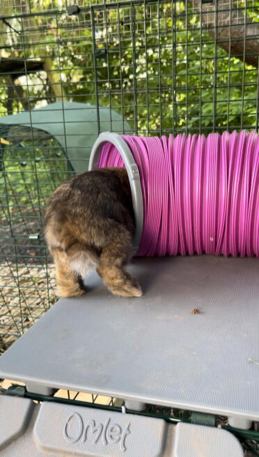 Daisy försvinner redan in i tunneln 