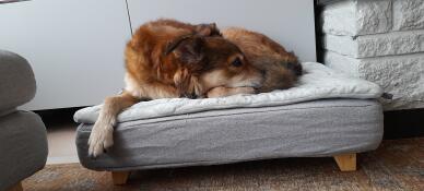 Hund som sover på Omlet Topology hundbädd med quiltat överdrag och fyrkantiga träfötter