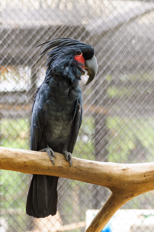 palm tree cockatoo