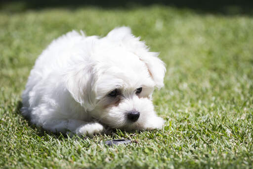 Fashion maltese mastiff