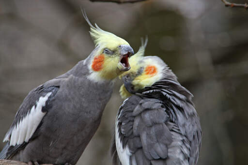 En cockatiels underbara, grå kroppsfjädrar.