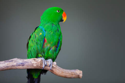 En eclectus papeGojas vackra gröna och blå vingfjädrar