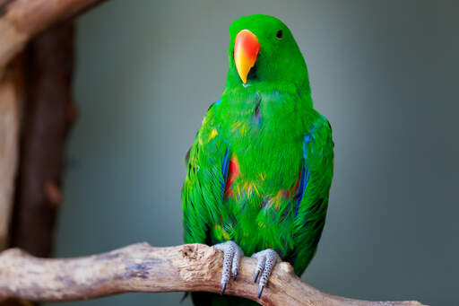 En eclectus papeGojas otroligt gröna toppfjädrar