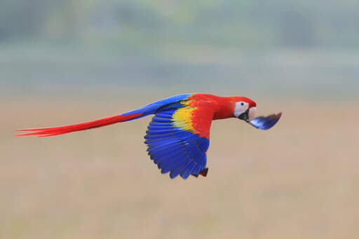 En fantastisk scarlet macaw i mitten av flygningen