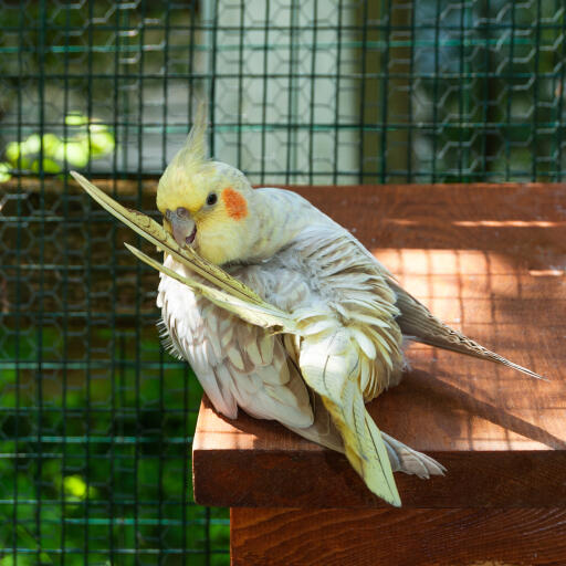 En vacker cockatiel som rengör sina fjädrar