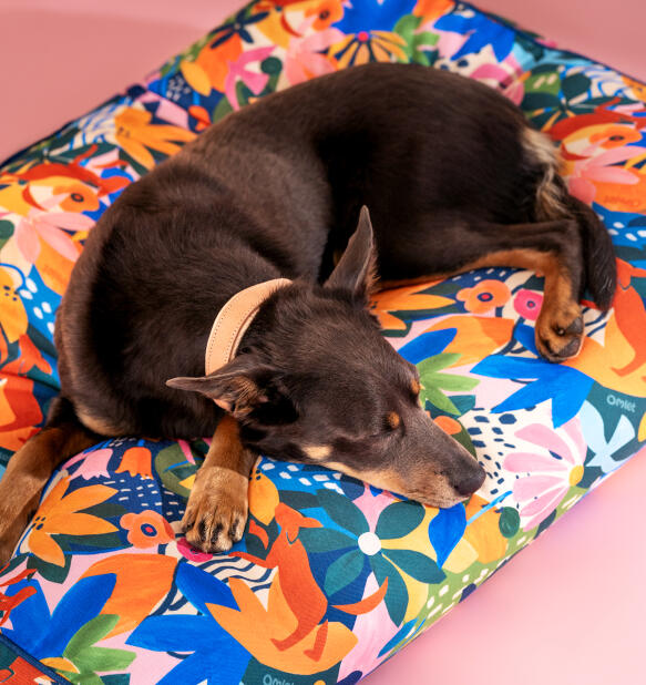 Hund som vilar på en lättstädad hundbädd med kudde i äventyrslandstryck