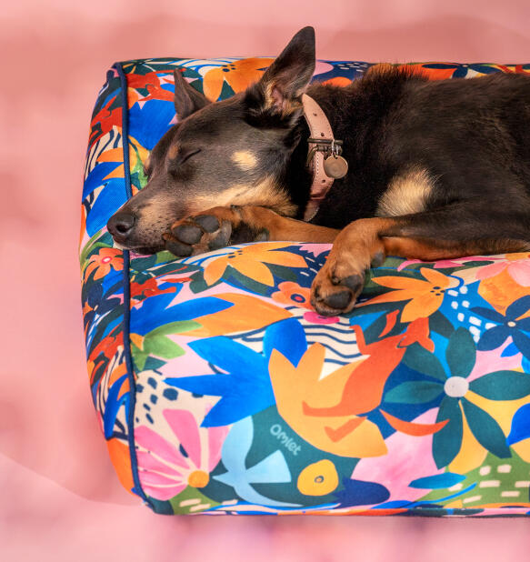 Hund som sover på en Omlet hundbädd med kudde i adventureland-tryck