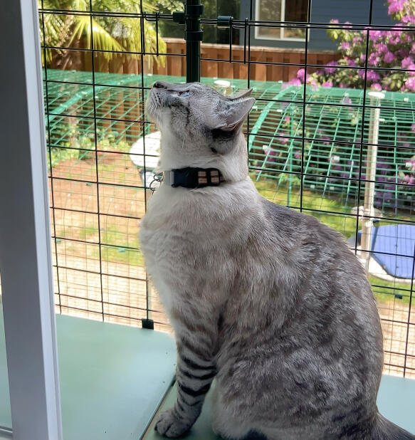 Katt på en fönsterbräda som njuter av friheten i Omlet catio tunnel