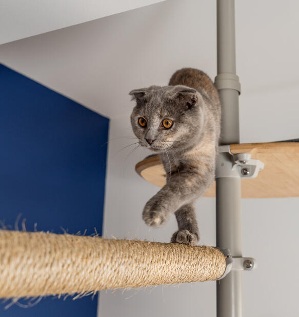 En katt som använder klösbrädan som tillbehör