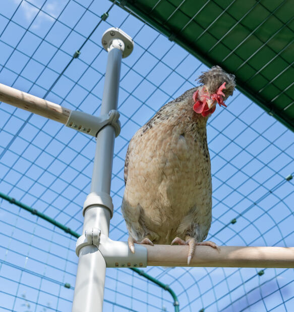 Närbild av kyckling som sitter på Poletree kycklingpinne i en gång.