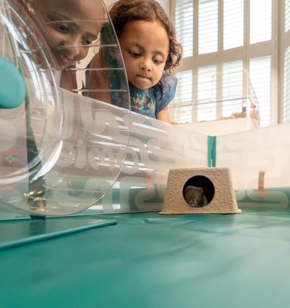 Två barn som tittar på sin hamster i en pop-up lekhage med tillbehör