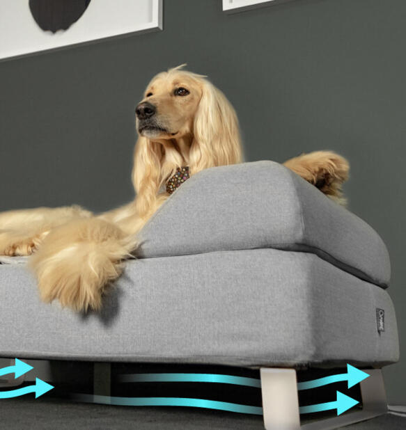 Afghan hound satt på upphöjd Topology hundbädd med bolsterstopp och vita skenfötter.