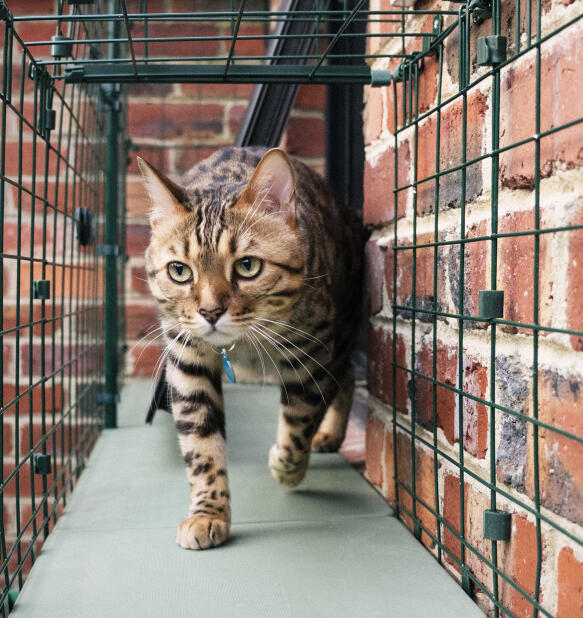 Kattpromenader genom säkra och trygga tunnlar i kattgården