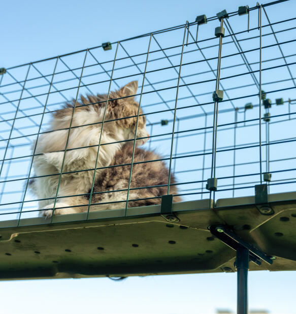 En fluffig katt i en Omlet kattunnel utomhus