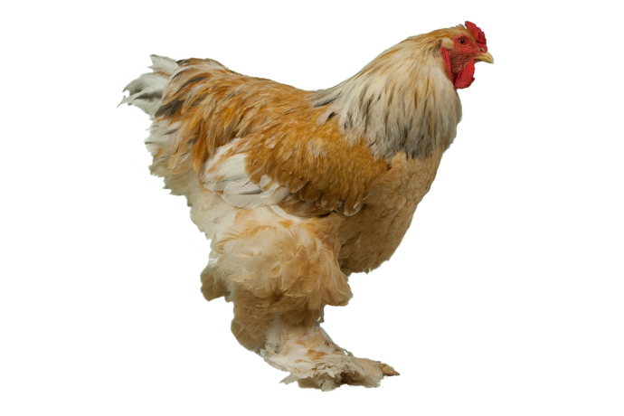 Kyckling guide