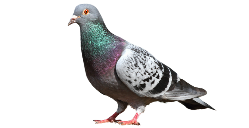 Lär dig allt om piGeons med Omlet ultimata fågelguiden och information om fågelraser