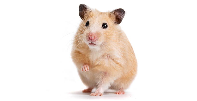 Syrisk hamster