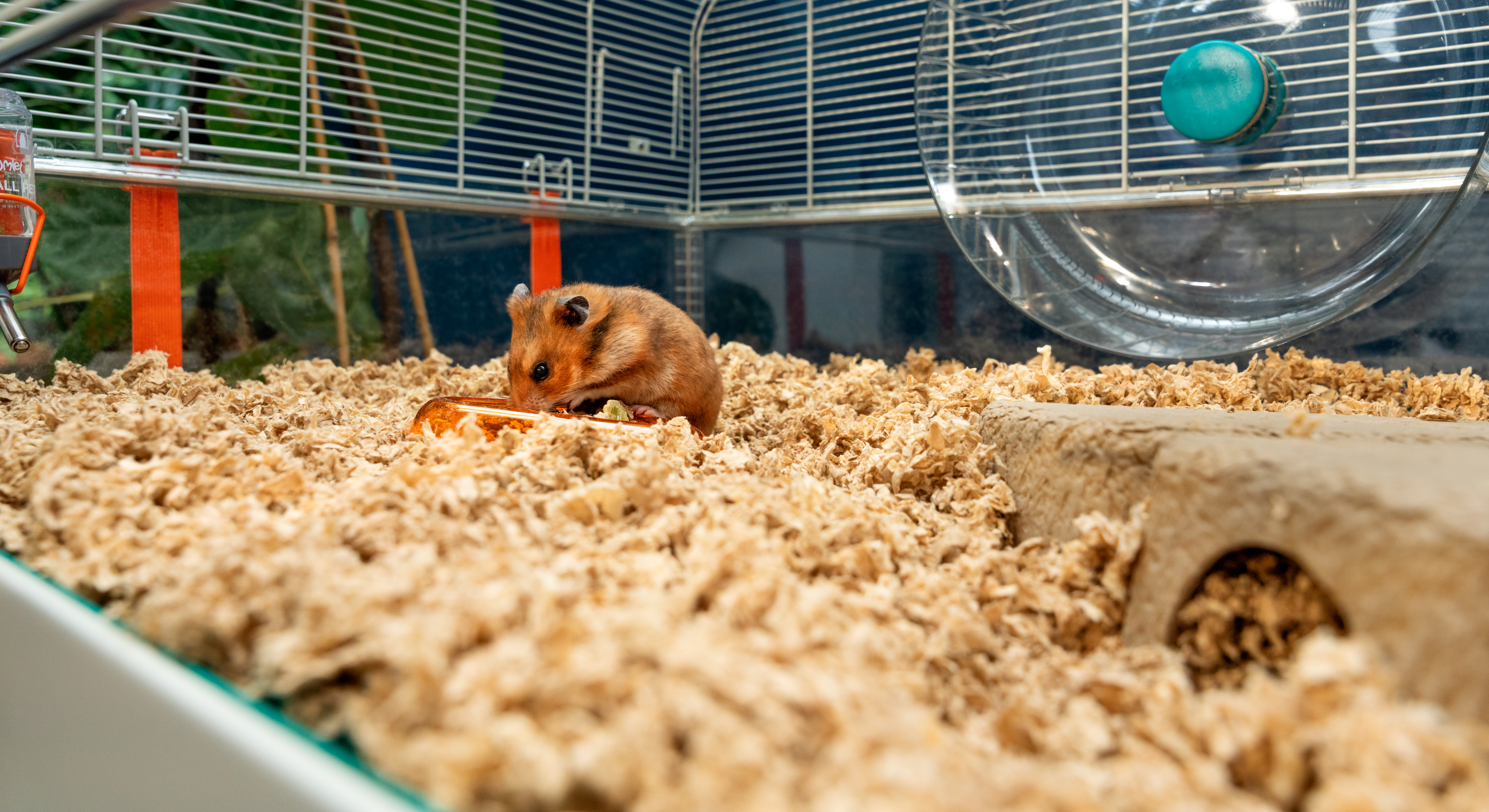 Hamster eating food inside Omlet Hamster Habitat